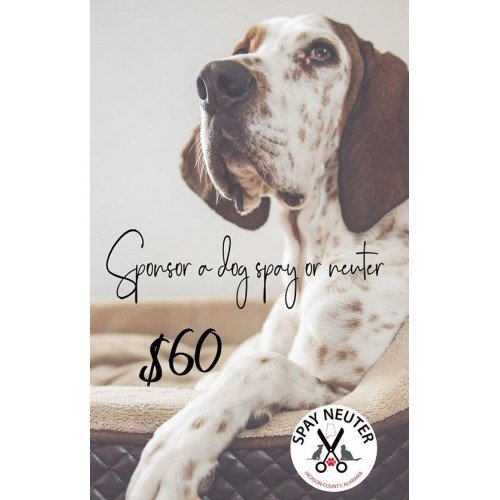 Sponsor a Dog Spay or Neuter