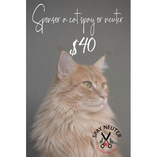 Sponsor a cat spay or neuter